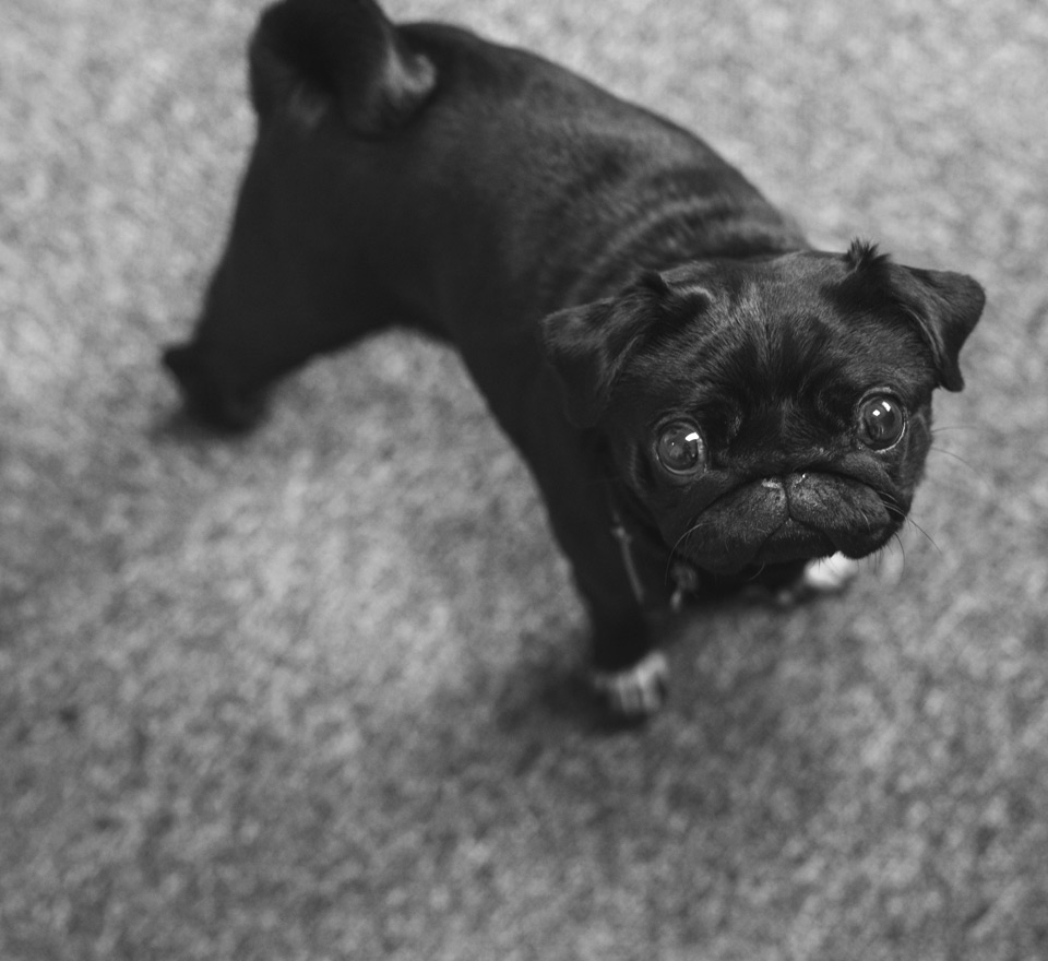 Roxie the Pug